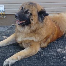 Odin - Eurasier