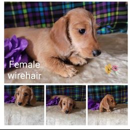 Mac - Dachshund