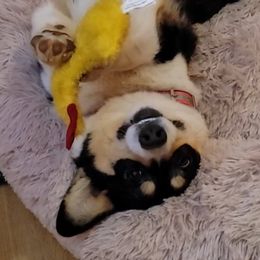 Pembroke Welsh Corgi Puppies from Liberty Hill Farm