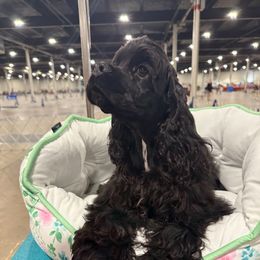 Dexter - Black male Cocker Spaniel puppy in Holland, Massachusetts from Kismet Cocker Spaniels