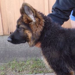 German Shepherds from Von Tief
