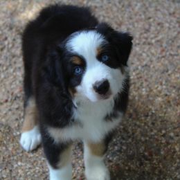 Australian Shepherd Puppies from Faith Valley Australian Shepherds