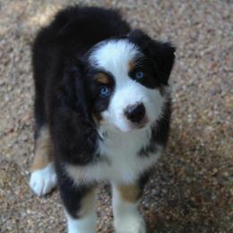 Australian Shepherd Puppies from Faith Valley Australian Shepherds
