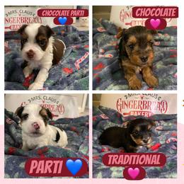 Yorkshire Terrier puppies from Sweet Pea's Yorkies