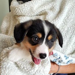 Pembroke Welsh Corgi Puppies from Patrick's Pembroke Welsh Corgis