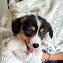 Pembroke Welsh Corgi Puppies from Patrick's Pembroke Welsh Corgis