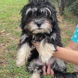 Havanese Puppies from Homefull of Havanese