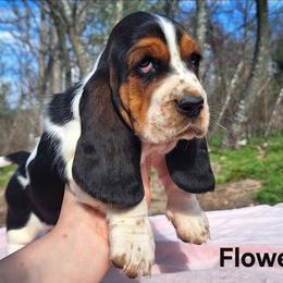 Flower - Black brown and white female Basset Hound puppy in Mack's Creek, Missouri from Mack's Creek Basset Hounds