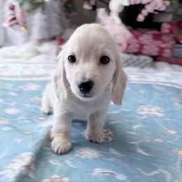 Leif 5th pictured in the group - Cream male Dachshund puppy in Richmond, Virginia from Irresistible Dachshunds & Cavaliers