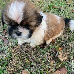 Peanut - Tricolor male Shih Tzu puppy in Chipley, Florida from Shih Tzu Babies