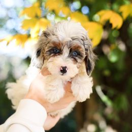 Aussiedoodle Puppies from Mae Blossom Puppies
