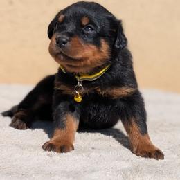 Yellow - Black and mahogany male Rottweiler puppy in Oroville, California from Von Brennan kennels
