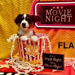 Flash - Black tri male Miniature American Shepherd puppy in Rochelle, Illinois from Countryside Kennels and Aussies