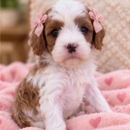 Pudding - Blenheim female Cavapoo puppy in Fordland, Missouri from K&K's Puppy Kingdom