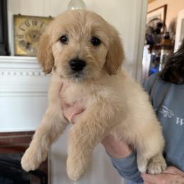Yellow Collar Girl - Cream female Goldendoodle puppy in Hamptonville, North Carolina from Goldendoodles of Vanhoy Farms