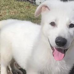 Berger Blanc Suisses and German Shepherds from Shephards Farm