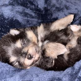 Blk n tan - Black and tan male Pomeranian puppy in Fayetteville, North Carolina from Tar-heel Poms