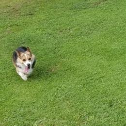 Pembroke Welsh Corgis from Virginia Highland Corgis