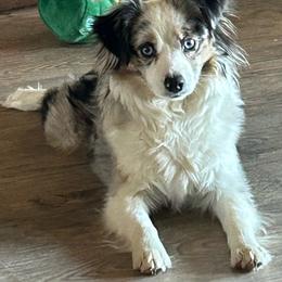 Bella - Toy Australian Shepherd