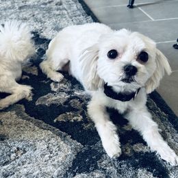 Maltese from Pure Breed Maltese puppies by Harmony