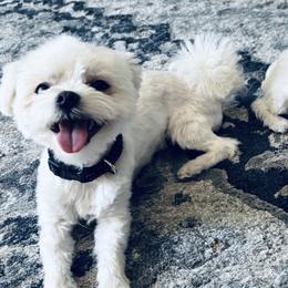 Maltese from Pure Breed Maltese puppies by Harmony