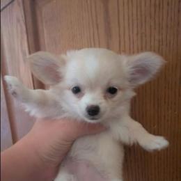 Ollie - Fawn female Chihuahua puppy in Amity, Pennsylvania from Baxters Chihuahuas