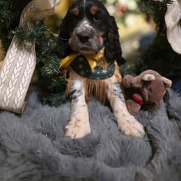 Ivy - Tri-Roan female English Springer Spaniel puppy in Cookeville, Tennessee from Krossroads Kennel
