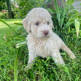 Honeycomb - Apricot female Aussiedoodle puppy in Edmond, Oklahoma from Oodles of Doodles and Poodles