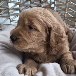 Blue - Red  male Goldendoodle puppy in El Paso, Texas from Texas Goldendoodles