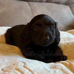 Bruce - Black male Dachshund puppy in Jonesboro, Illinois from Twin Hills Dachshunds