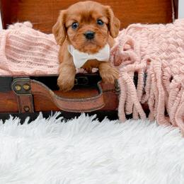 Cherry - Ruby female Cavalier King Charles Spaniel puppy in North Carolina from NC Doodle Puppies