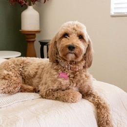 Brinley - Goldendoodle