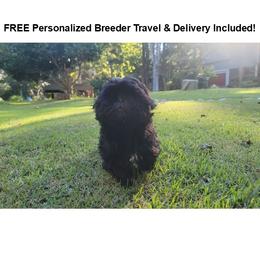 Sable - Black and white female Shih Tzu puppy in Kill Devil Hills, North Carolina from AKC Shih Tzu Champion Line Puppies