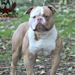 Rebel - American Bulldog