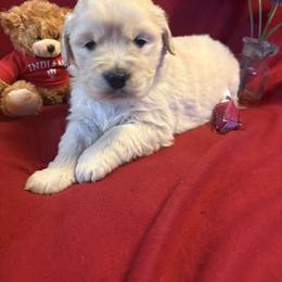 Maddie - Light golden female Golden Retriever puppy in Grant County, Indiana from On The Sunny Side Pavey Farms