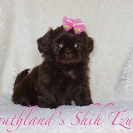 Godiva - Liver female Shih Tzu puppy in Clinton, Tennessee from Southland’s Shih Tzus
