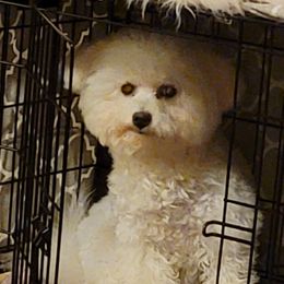 Raya - Bichon Frise