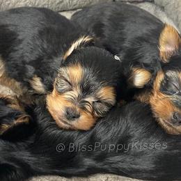 Yorkshire Terriers from BlissPuppyKisses