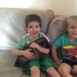 German Shepherd Puppies from Cindy Davis