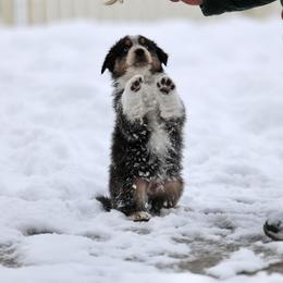 Australian Shepherd, Miniature American Shepherd, Miniature Australian Shepherd, and Toy Australian Shepherd Puppies from Painted Blue Aussies