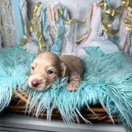 Cosmo - Cream male Dachshund puppy in New Albany, Mississippi from Double A. Doxies