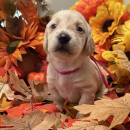 Fuchsia  Collar - Red female Dachshund puppy in Belfair, Washington from Devoted Doxies, Lorraine’s Yorkies