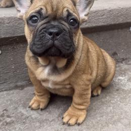 French Bulldog Puppies from Yellowstone Frenchies