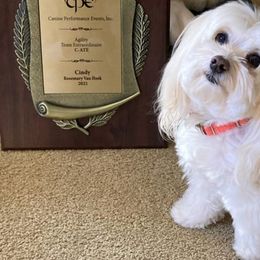 Havanese from Ambler Havanese