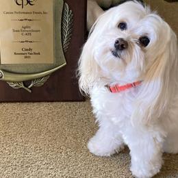 Havanese from Ambler Havanese