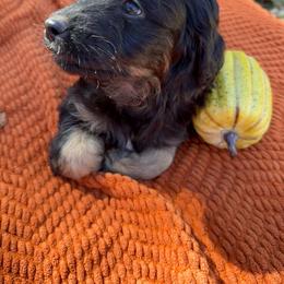 (Johnny) Cash - Black phantom male Aussiedoodle puppy in Allardt, Tennessee from Hearth&Hound Doodles