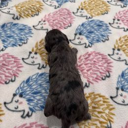 Burrito - Black and Tan Dapple - 3250 - Dapple female Dachshund puppy in Little Elm, Texas from HotDachs