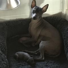 Xoloitzcuintli Puppies from Vineyardview Toy Xoloitzcuintle