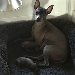 Xoloitzcuintli Puppies from Vineyardview Toy Xoloitzcuintle