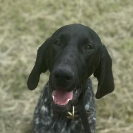German Shorthaired Pointers and Miniature American Shepherds from Bear River Mini American Shepherds